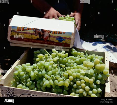 Thompson seedless table grapes hi-res stock photography and images - Alamy