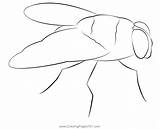 Blow Fly Coloring Page For Kids  Free Butterflies Printable sketch template