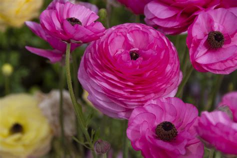 Pink Ranunculus Flower Free Stock Photo - Public Domain Pictures