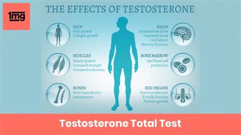 Testosterone Total : Purpose & Normal Range of Results | 1mg