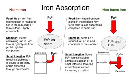 Iron Absorption