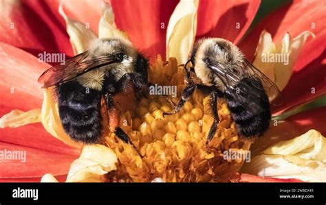 A macro of two Common Eastern Bumble Bees pollinating a red and yellow ...