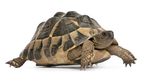 Hermann's Tortoise Information and Pictures - PetGuide | PetGuide