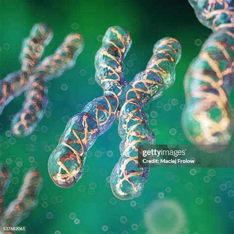 388 X Chromosome Stock Photos, High-Res Pictures, and Images - Getty Images