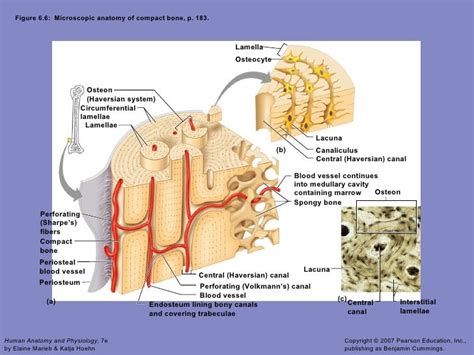 Skeletal system