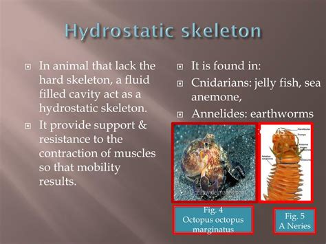 Hydrostatic Skeleton Animals