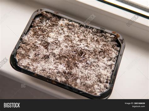 Mycelium. Grow Magic Image & Photo (Free Trial) | Bigstock