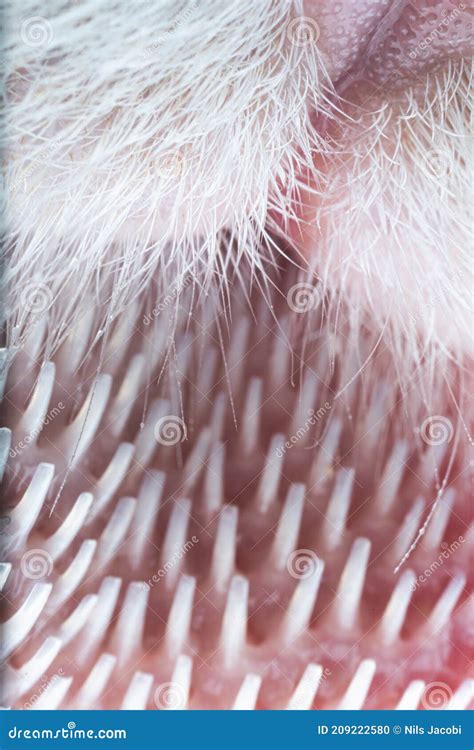 Ultra Macro Close Up of a Cat S Tongue with Papillae Stock Photo ...