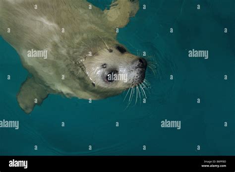 SPOTTED SEAL PUP Stock Photo - Alamy