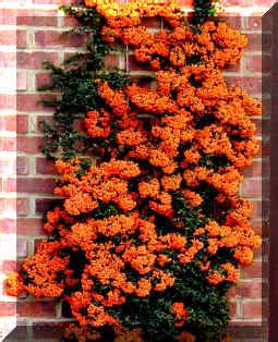 Pyracantha Firethorn Cultivation, Planting, Care, Training, hedge planting