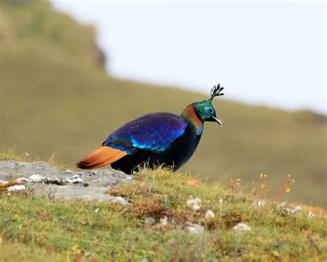 Himalayan Monal | Birds Wiki | Fandom