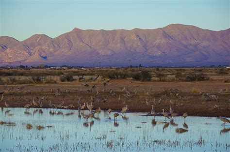 Sandhill Cranes at Whitewater Draw - Anne McKinnell Photography