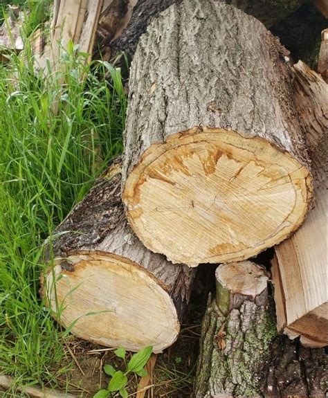 I'm looking at buying these spalted maple logs to turn into side tables. The seller says they ...