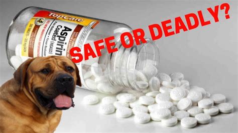 Are Human Pain Medications Safe For Dogs? Advil, Aspirin, etc. - YouTube