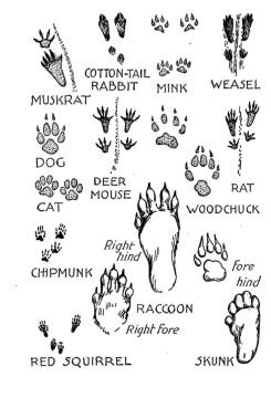 15 Best Images of Animal Tracks Matching Worksheet - Animal Tracks Identification Worksheet ...