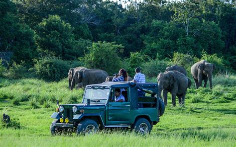 Why Sri Lanka is one of the world’s best destinations for safari | Blue ...