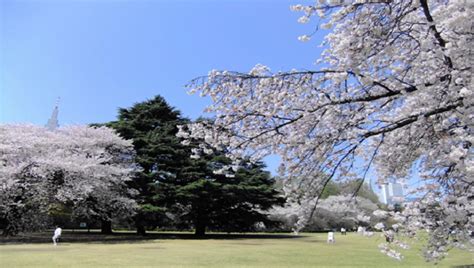 Shinjuku Gyoen Cherry Blossoms