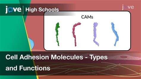 Cell Adhesion Molecules - Types and Functions | Cell Bio | Video Textbooks - Preview - YouTube