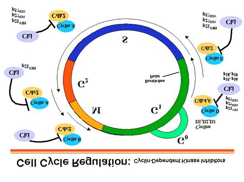 The mammalian cell cycle (from: (40)). Orderly progression through the... | Download Scientific ...