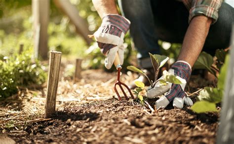 Understanding Soil Types for Gardening