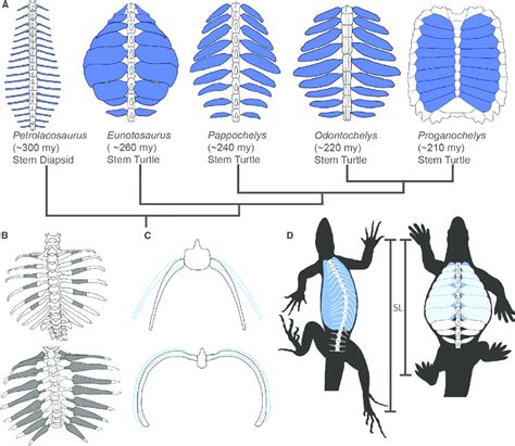 Anatomy Of A Turtle Shell - Anatomical Charts & Posters