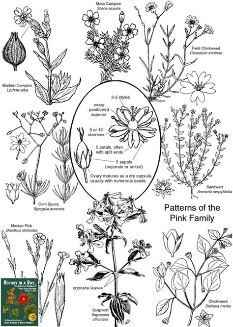 Caryophyllaceae - Alchetron, The Free Social Encyclopedia