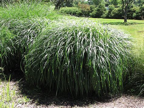 Adagio Maiden Grass (Miscanthus sinensis 'Adagio') at The Growing Place | Ornamental grasses ...