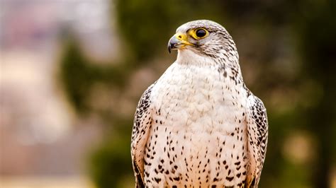 Iceland’s Animals : Your Guide to Wildlife in Iceland