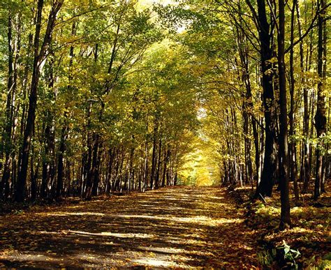 Tree Lined Road In Autumn Photograph by David Chapman