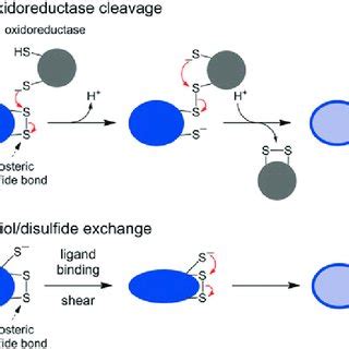 Mechanisms of cleavage of allosteric disulfide bonds. Disulfide bond... | Download Scientific ...