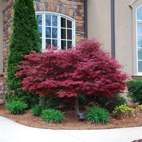 Red Dragon Japanese Maples for Sale | BrighterBlooms.com