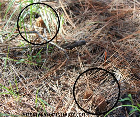 Morel Mushroom Hunting the Ultimate Guide – Montana Homesteader