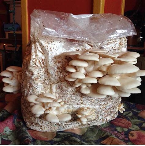 Oyster Mushroom Cultivation Kit Indoor Oyster Mushroom | Etsy