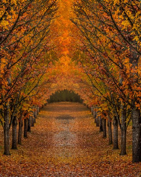 Beautiful Tree Tunnel Of Fall Maple Trees Fine Art Photo | Photos by Jess Lee