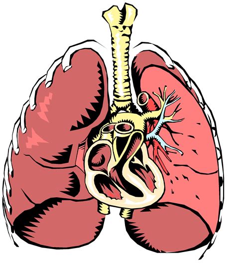 Respiratory System Cartoon Pictures - ClipArt Best