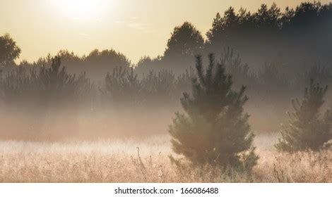 Sunrise Foggy Forest Stock Photo 166086488 | Shutterstock