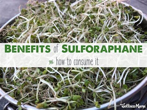 Sulforaphane Benefits: How it Slows Aging, Fights Cancer & More