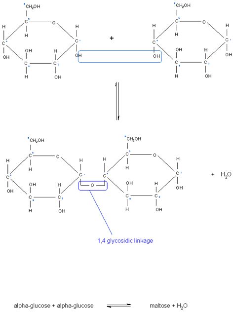 Glycosidic bond - The School of Biomedical Sciences Wiki