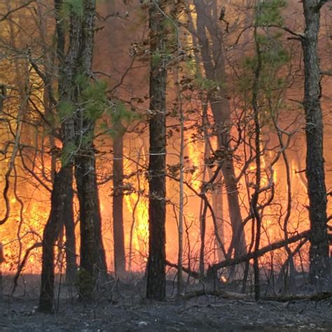 New Jersey forest fire 100% contained as authorities identify origin