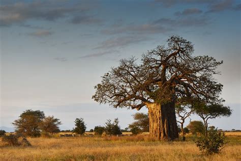 Baobab trees have more than 300 uses but they're dying in Africa