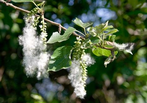 White poplar flowers | Stock image | Colourbox