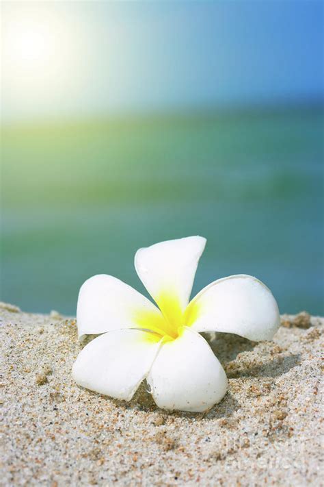 Tropical Flower Plumeria On The Beach by MotHaiBaPhoto Prints