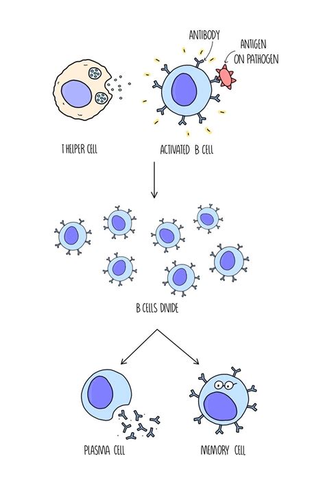 Immune Response (A Level) — the science hive