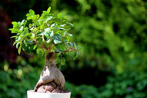 Ginseng Ficus Bonsai: Plant Care & Growing Guide