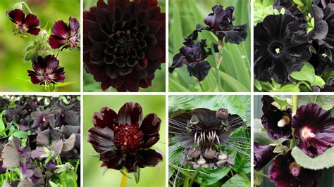 The 15 Best Black Flowers for Gardens and Bouquets