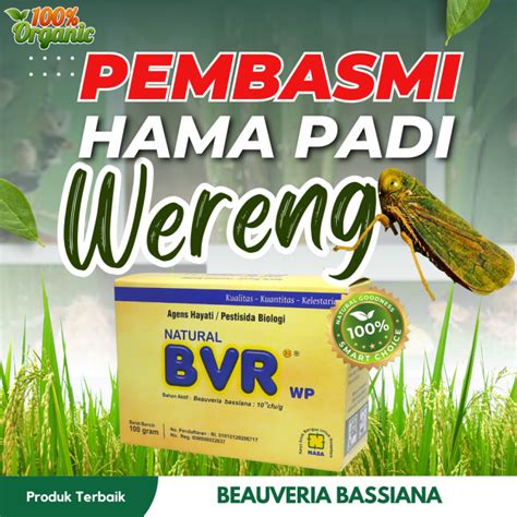 Pestisida tanaman padi/obat pestisida padi /pestisida hama wereng/obat penggerek batang padi ...