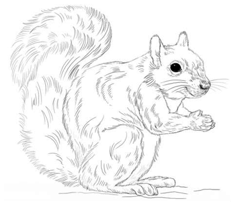 Eastern Gray Squirrel coloring page from Tree Squirrels category. Select from… | Squirrel ...