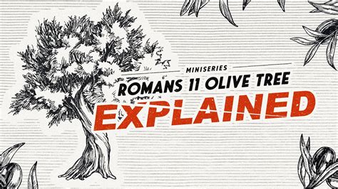 Romans 11 Olive Tree EXPLAINED | Gateway Center for Israel - YouTube