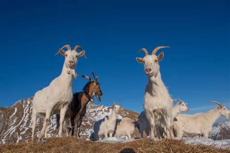 Cashmere Goats: Breeds, Characteristics, Care and Tips