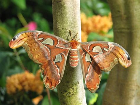 Atlas Moth | This is an Atlas Moth that I photographed in th… | Flickr